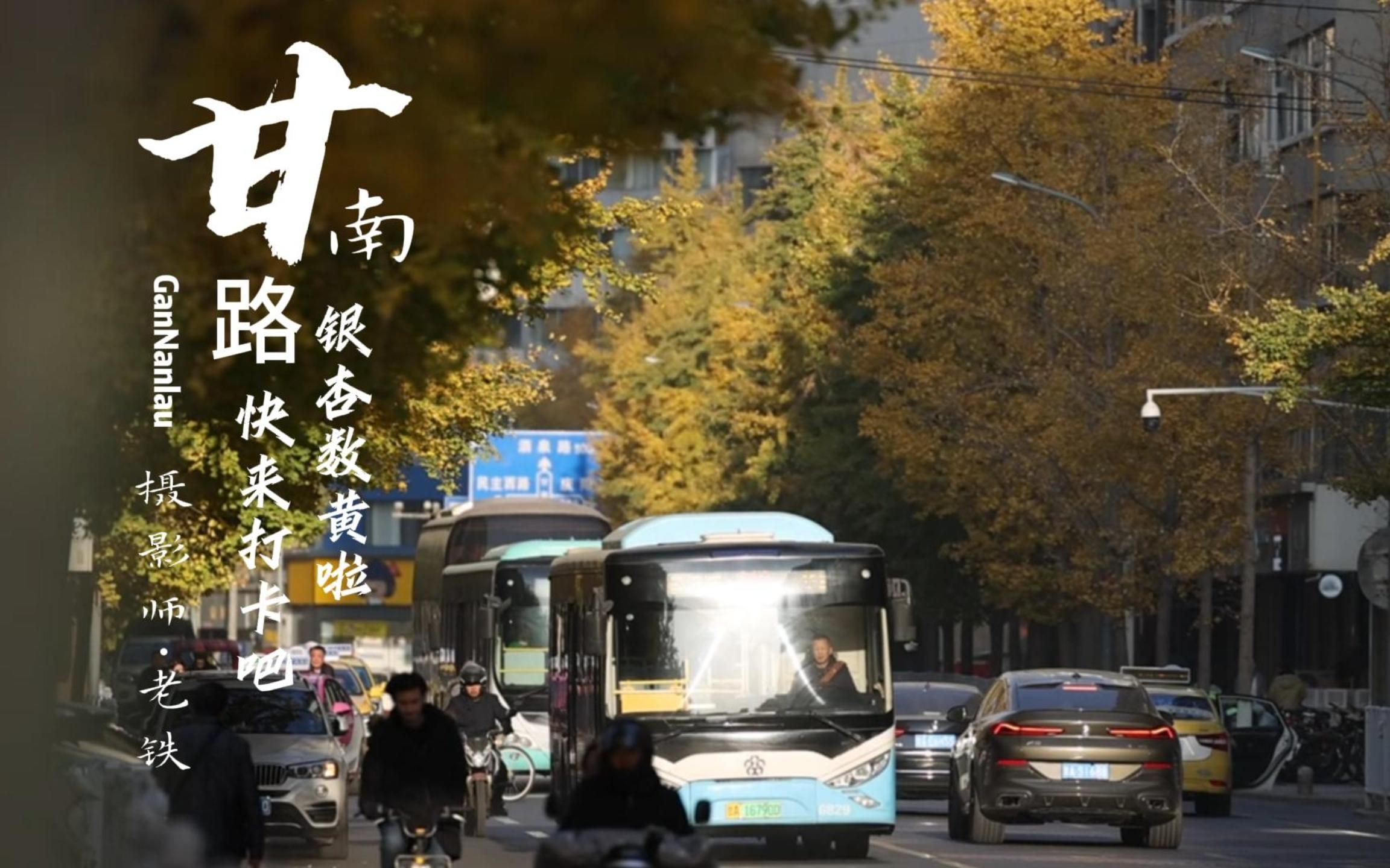 兰州甘南路银杏黄了,快来打卡吧!