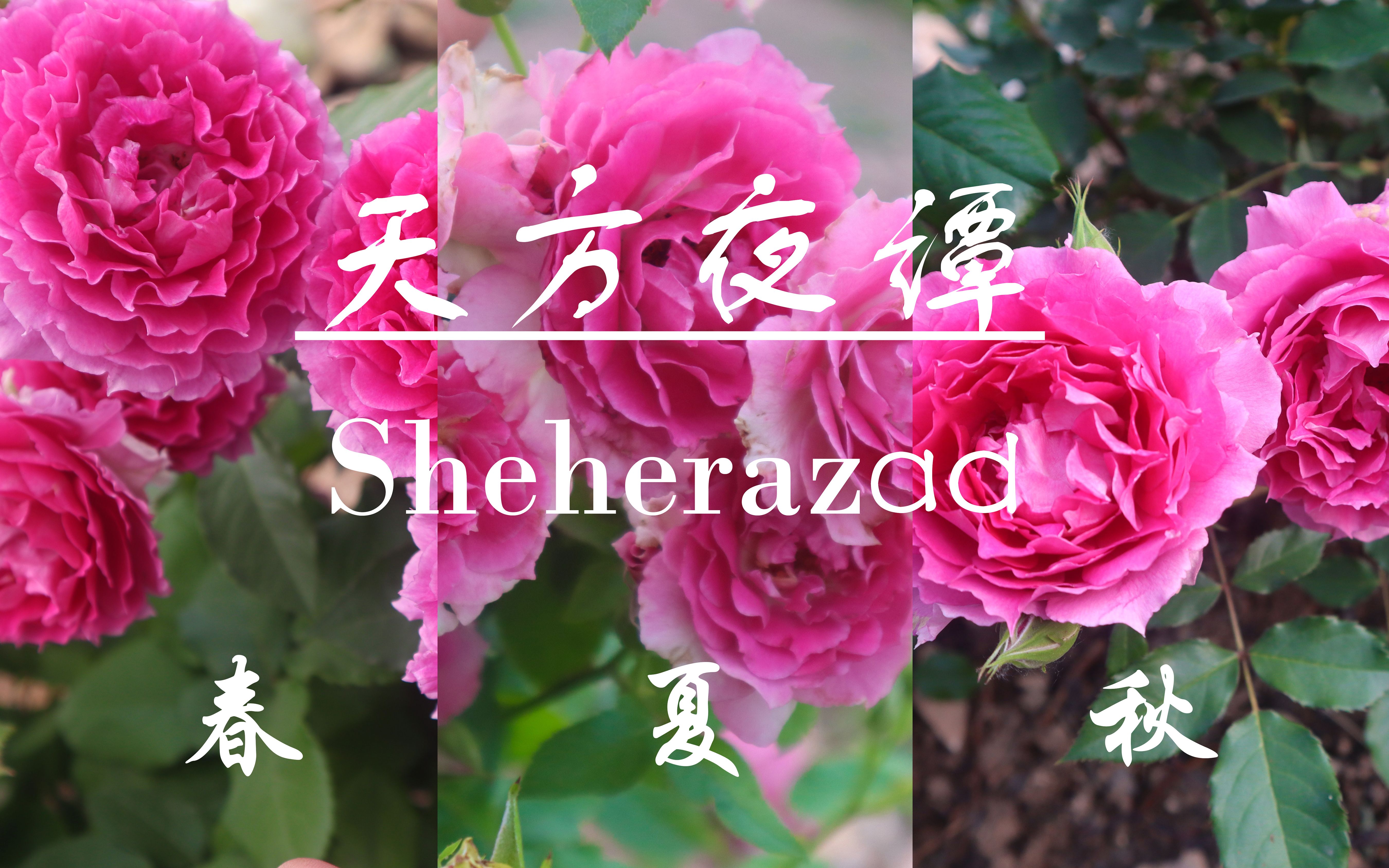 从春到秋看"天方夜谭"