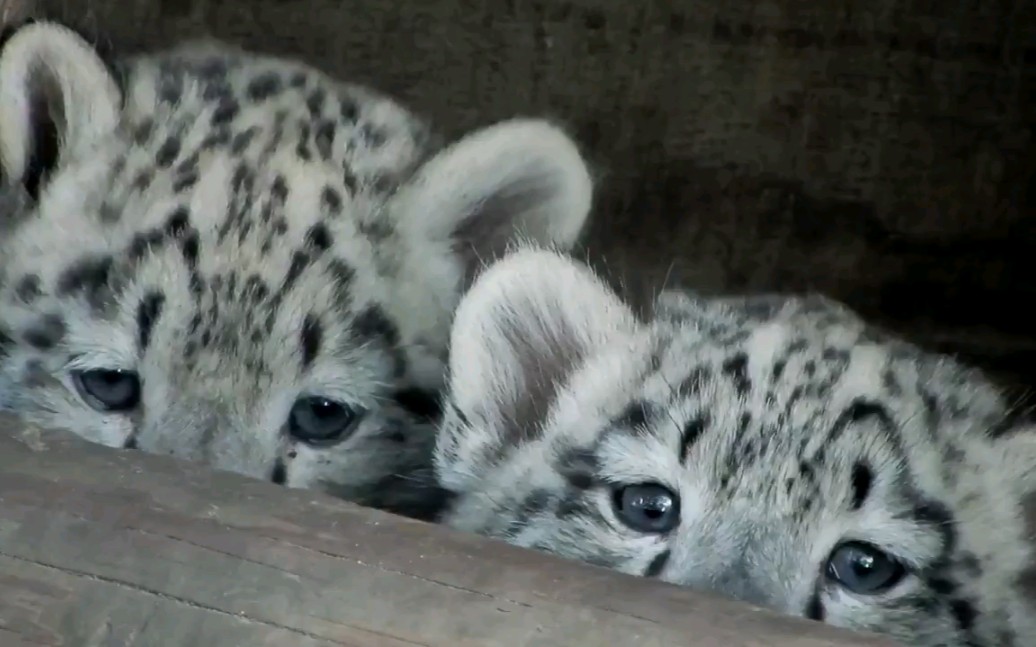 [雪豹][搬运]今日份奶豹