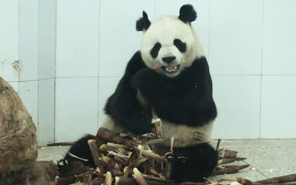 【大熊猫阿宝】扳手朵朵现在已经变成爱心朵朵了,你还认得出我们阿宝