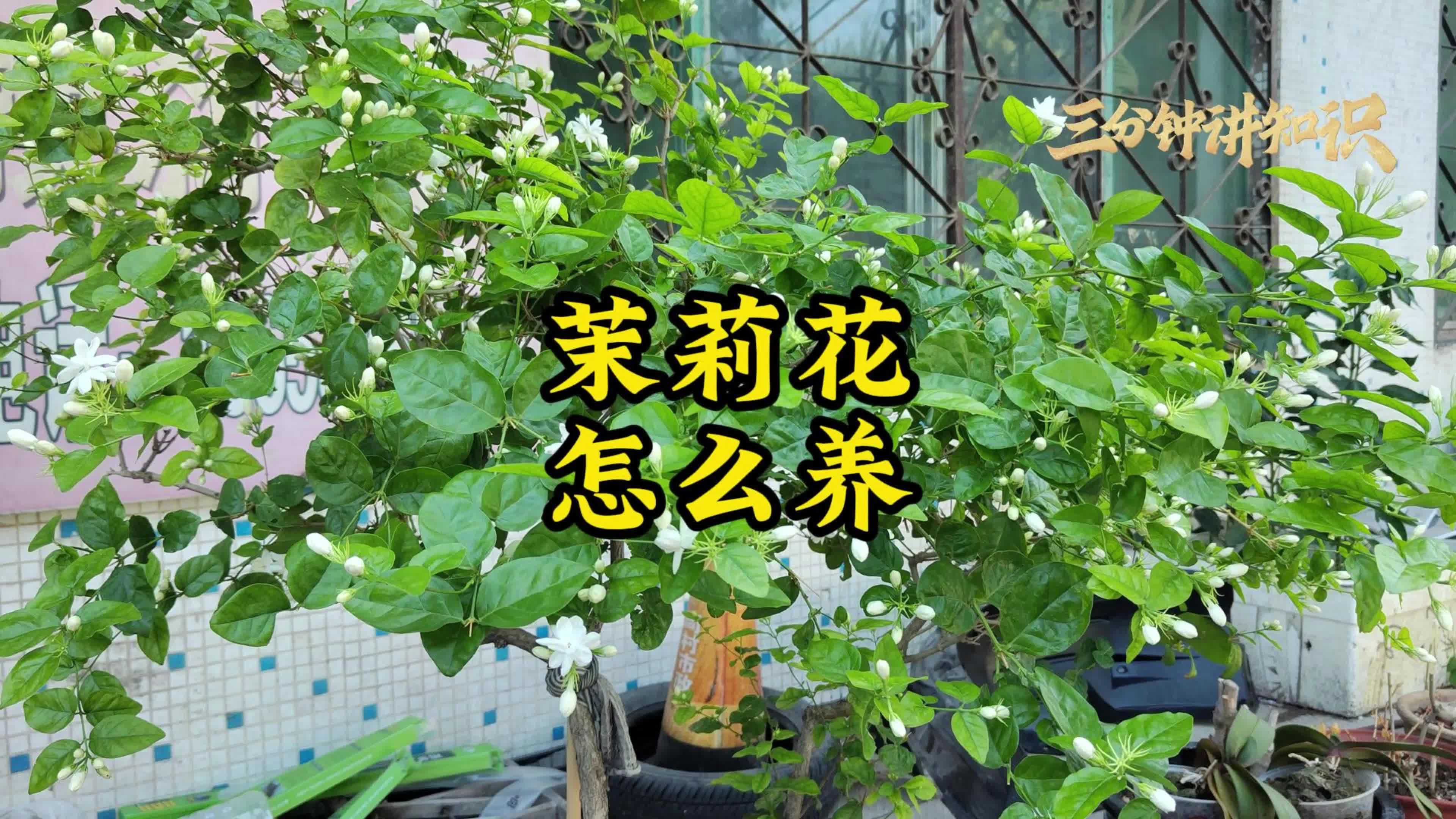 茉莉怎么养?注意6件事,年年开花,越剪越旺哔哩哔哩bilibili