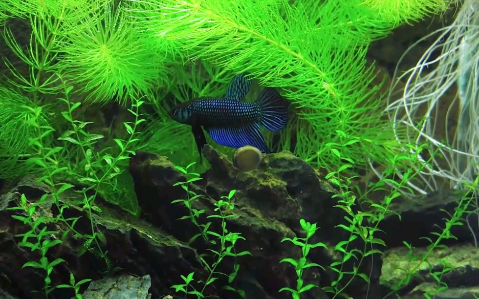 优雅的斗鱼在它绿色的星球里.