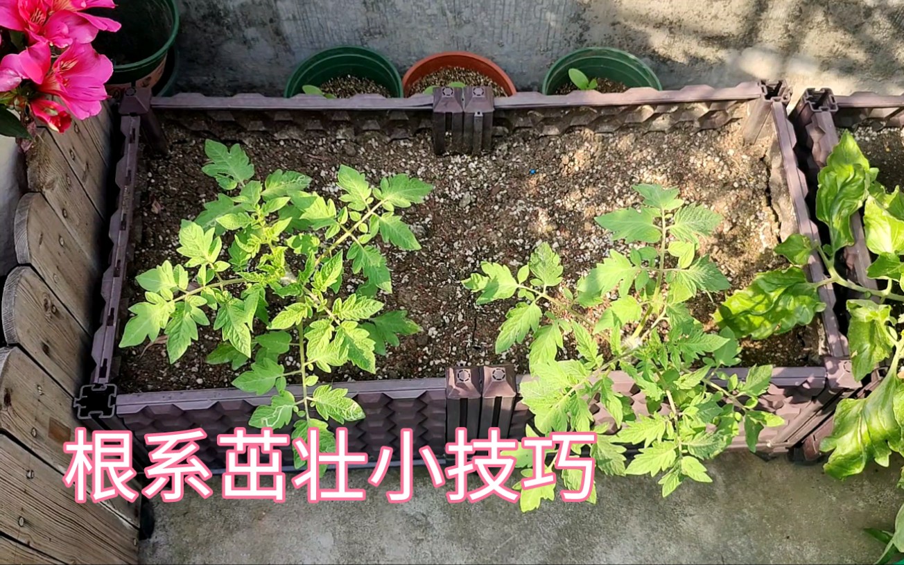 [图]番茄篇(04)一个小技巧，使番茄根系更加发达，结果更多