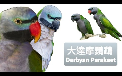 鹦鹉品种分享介绍 ~大达摩(德拜)鹦鹉 ~ Derbyan Parakeet哔哩哔哩bilibili