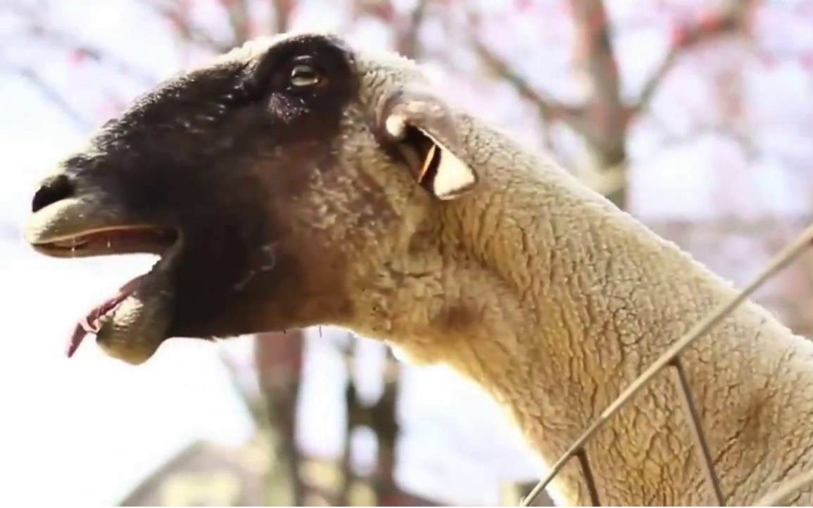 【鬼畜】丑八怪-薛之谦(羊叫版)