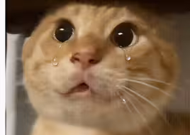 🐱别在我哈气的时候说爱我🐱