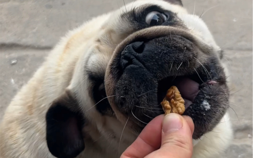 傻大妞,需要多吃核桃补补脑