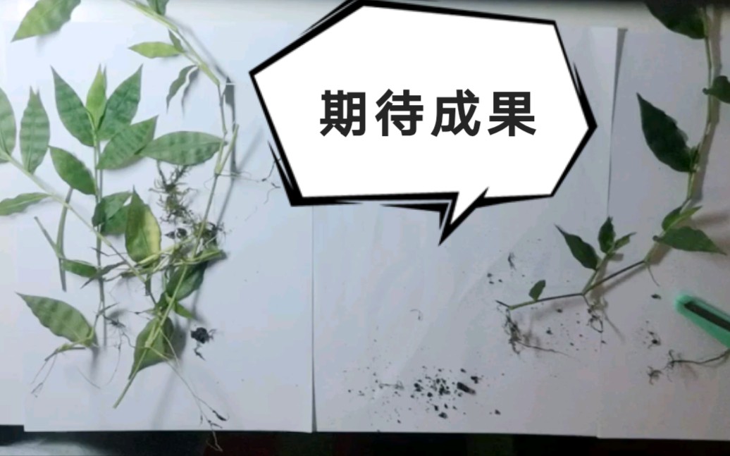 【植物标本】路边小草制作植物标本 家里蹲大学生闲时无聊打发时间挖掘兴趣爱好哔哩哔哩bilibili