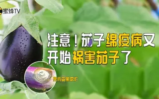 注意，茄子绵疫病又开始祸害茄子了