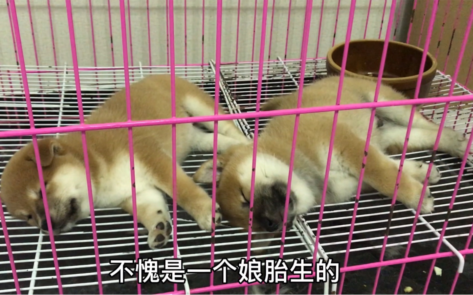 【柴犬】刚满30天的小柴犬,睡觉的姿势一模一样,没想到性格却完全不同!哔哩哔哩bilibili