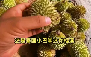 Tải video: 9.9一个的小榴莲，开着玩