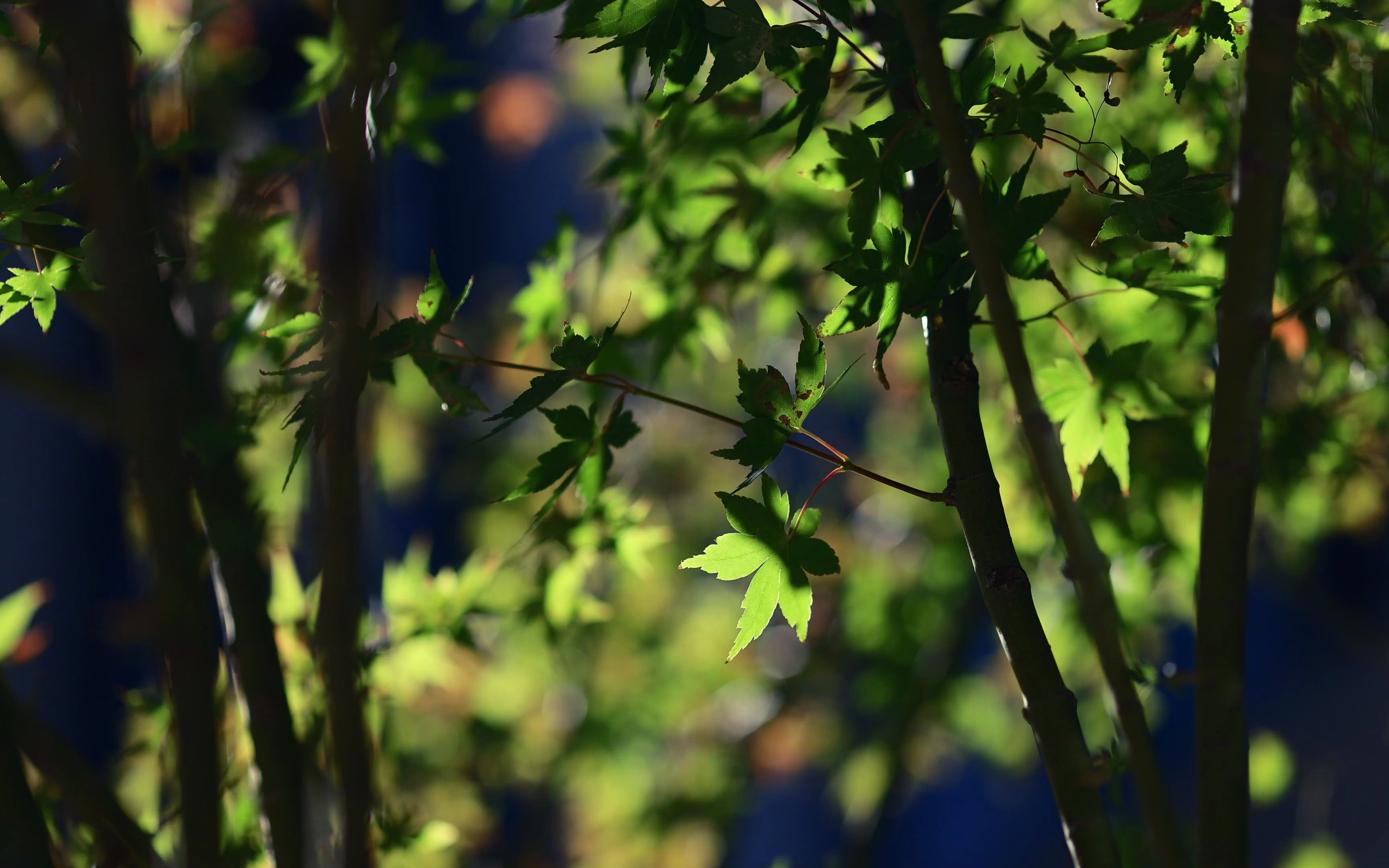 佳能r64k手持拍摄135mmf2镜头