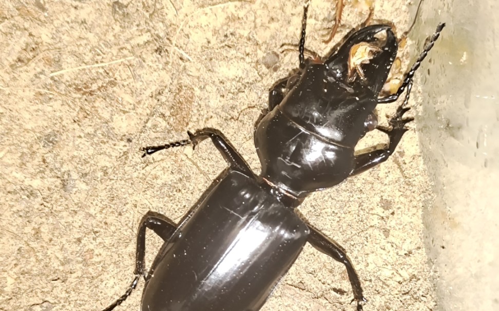 饱食后依旧进行摆烂式捕食的巨人阔齿蝼步甲