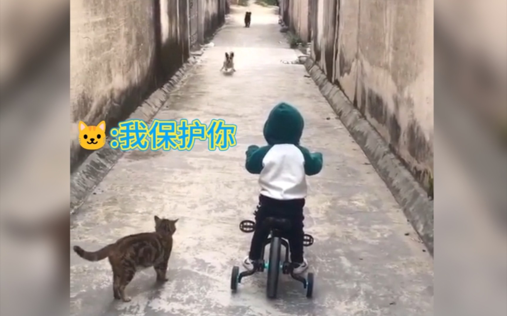 [图]"那些猫汪的霸气护主，满眼都是你的猫汪，遇见危险义无反顾的守护着你"