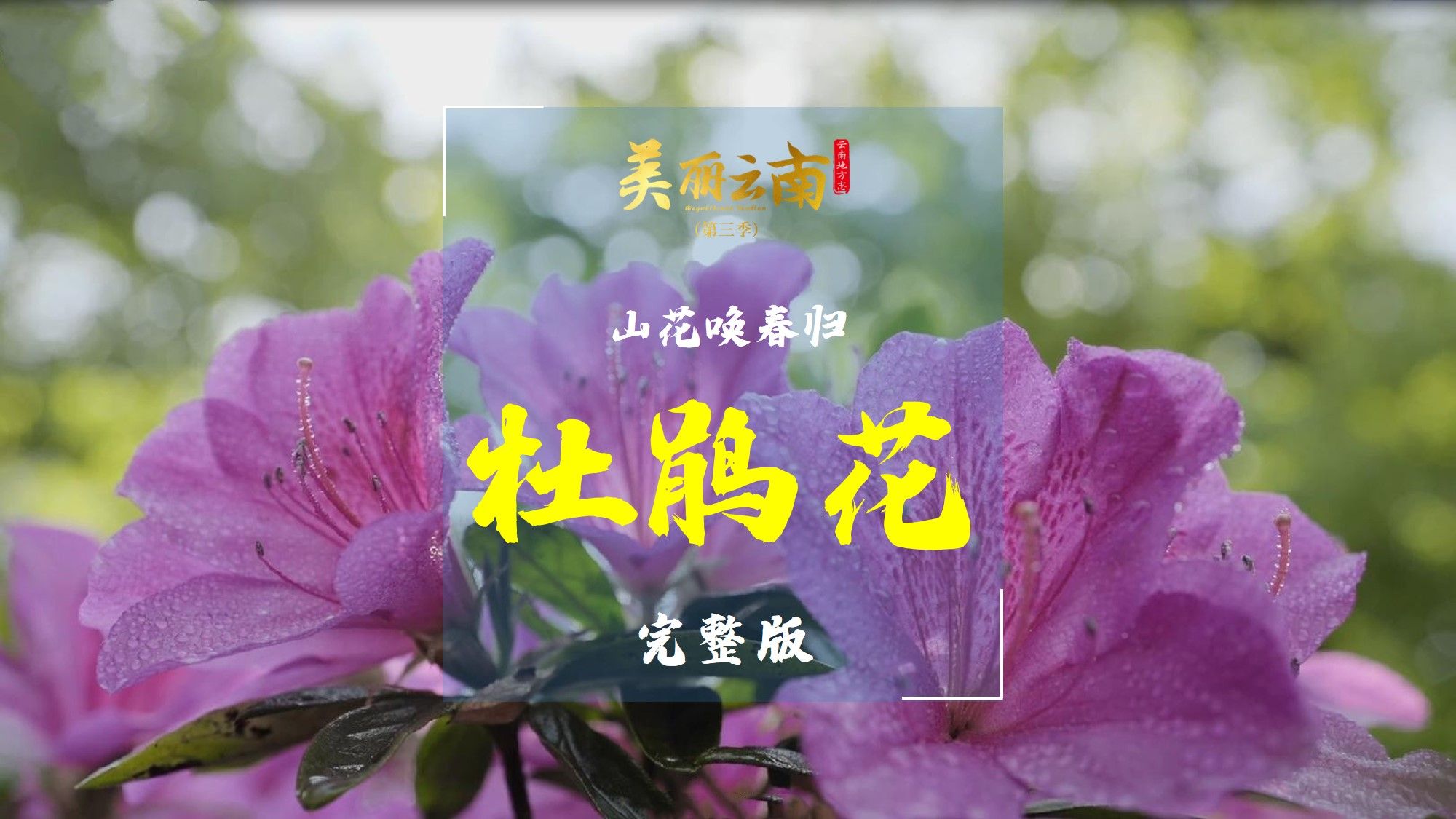 [图]山花唤春归——云南美物：杜鹃花（完整版）|《美丽云南》（第三季）