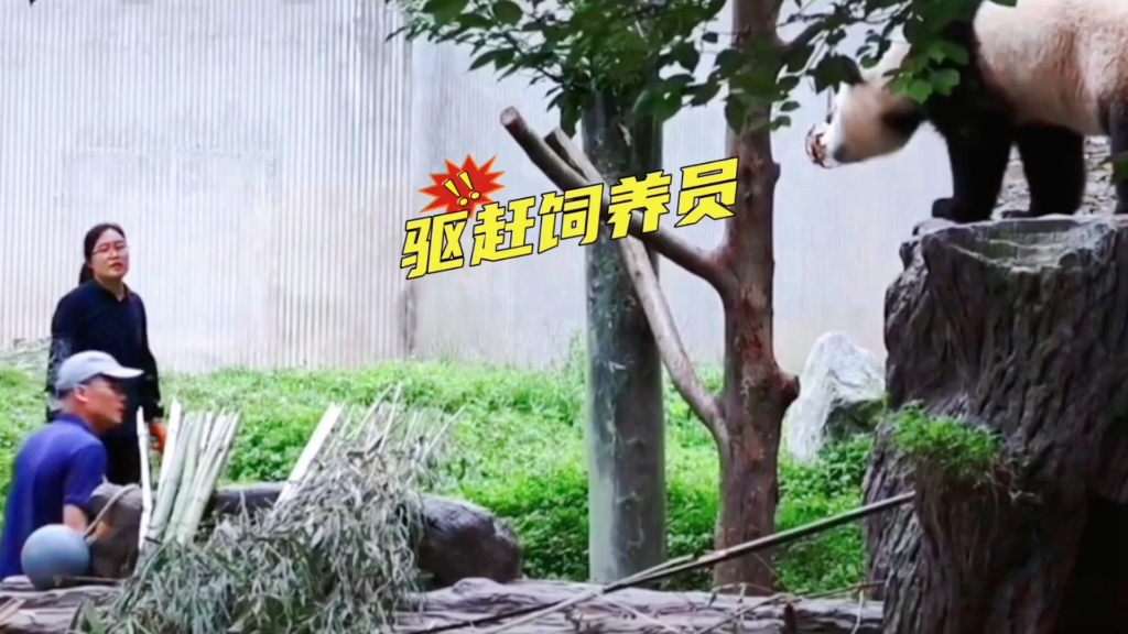 福宝不吃东西,驱赶饲养员,她想自己安安静静的度过这段不舒服的日子