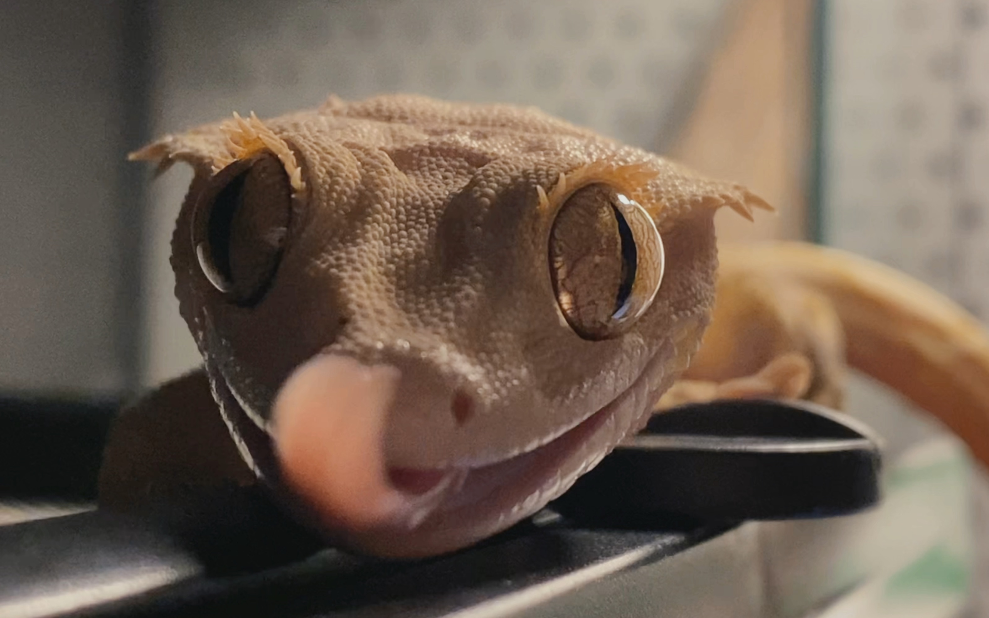 【睫角守宫】当一只睫角对你感兴趣 并向你走来