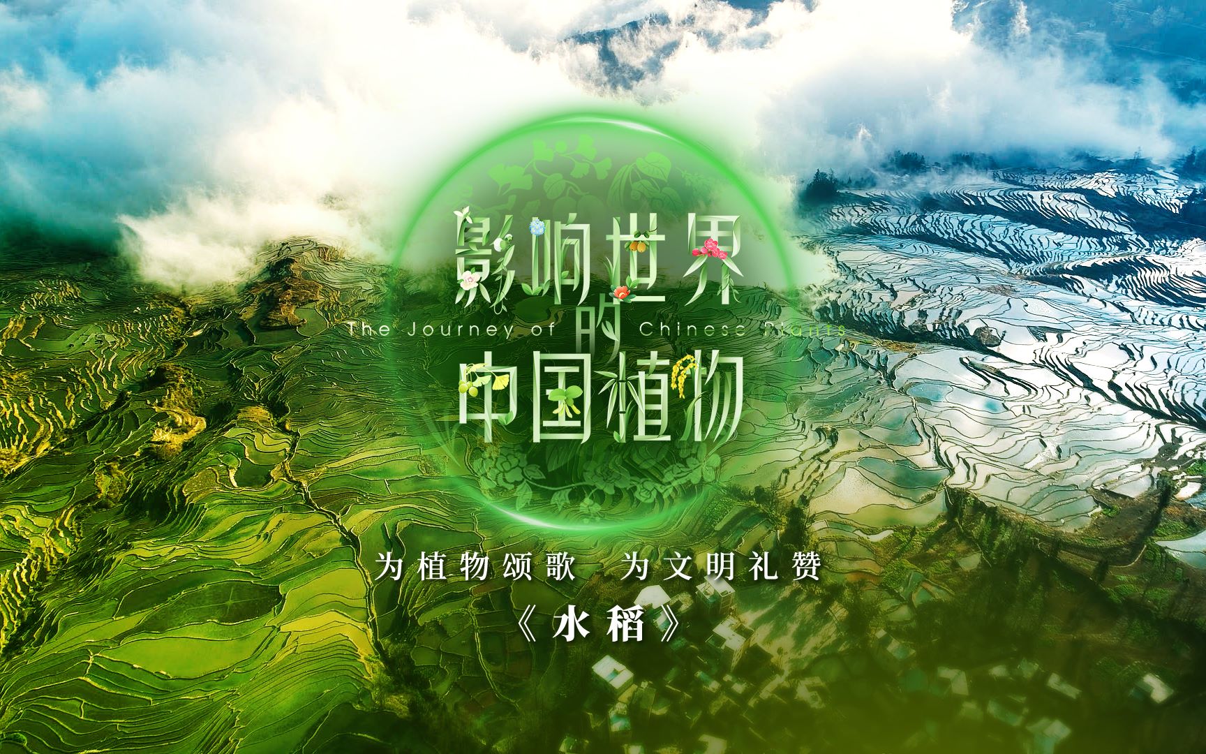 [图]预告片：《影响世界的中国植物》之《水稻》