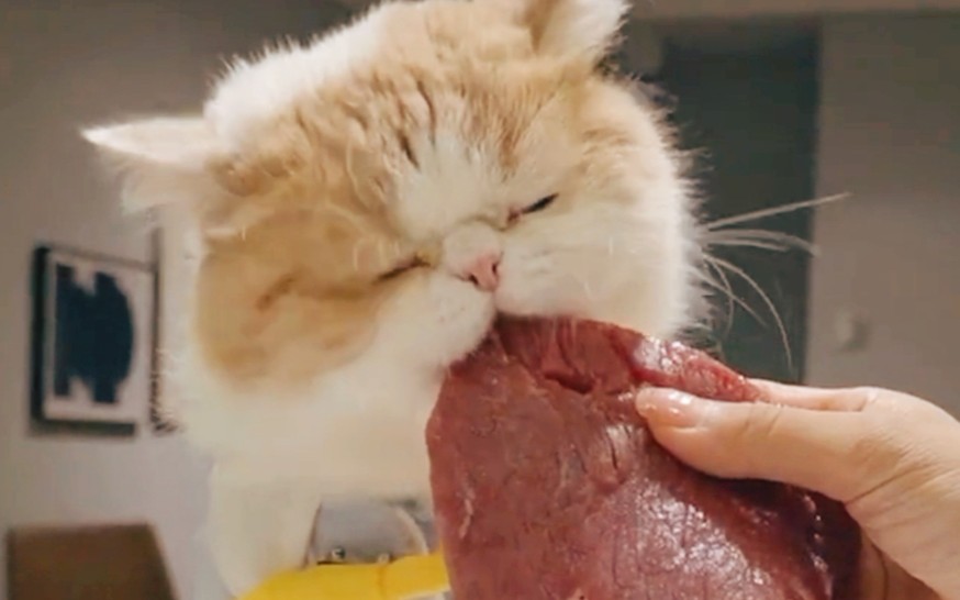 怀特喵先生猛虎吃肉