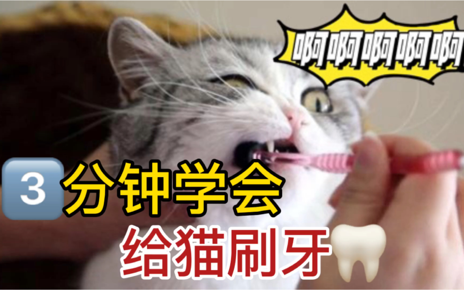 3分钟学会给猫咪刷牙!速成攻略!哔哩哔哩bilibili