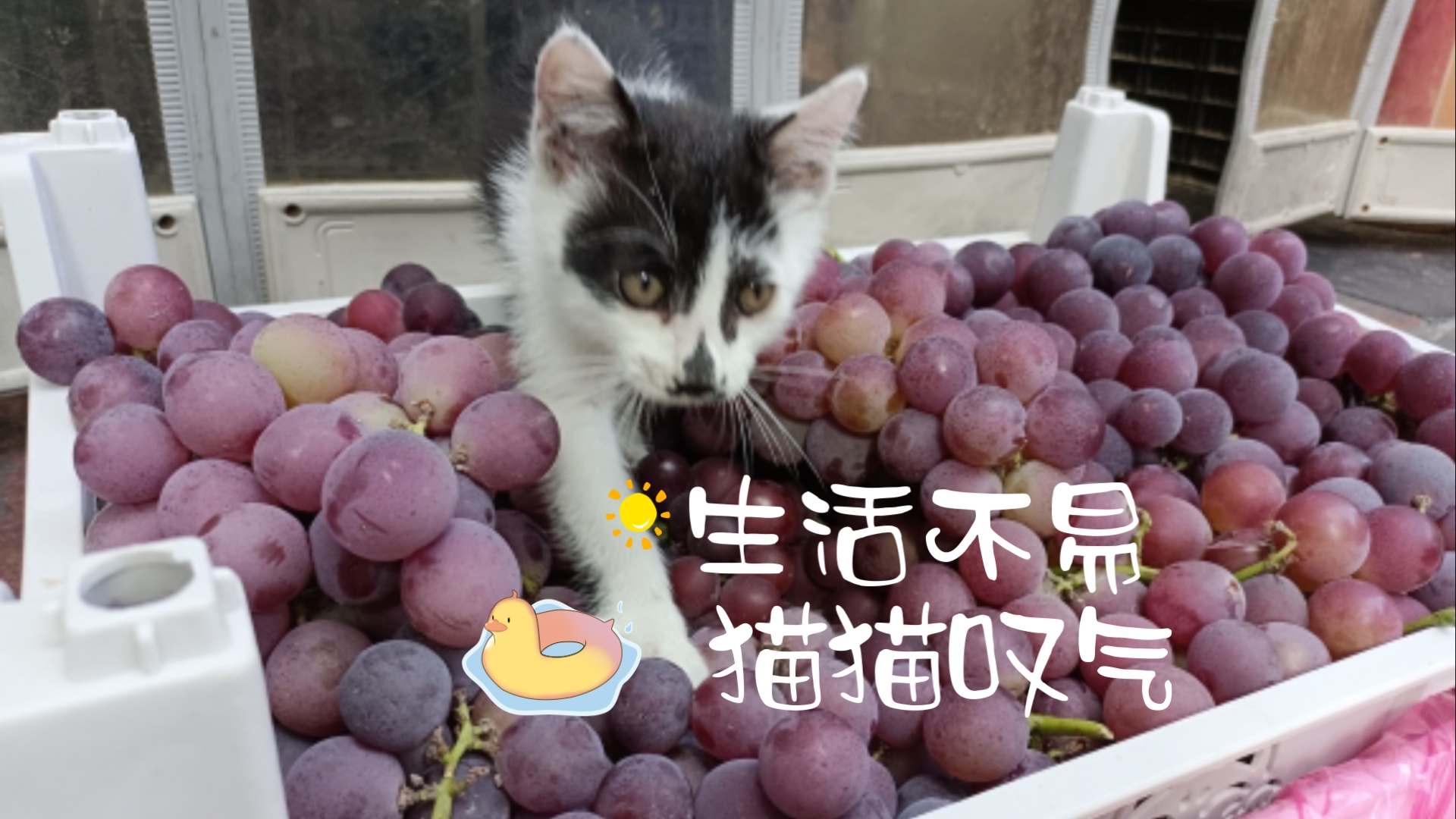 生活不易炖猫出气图片