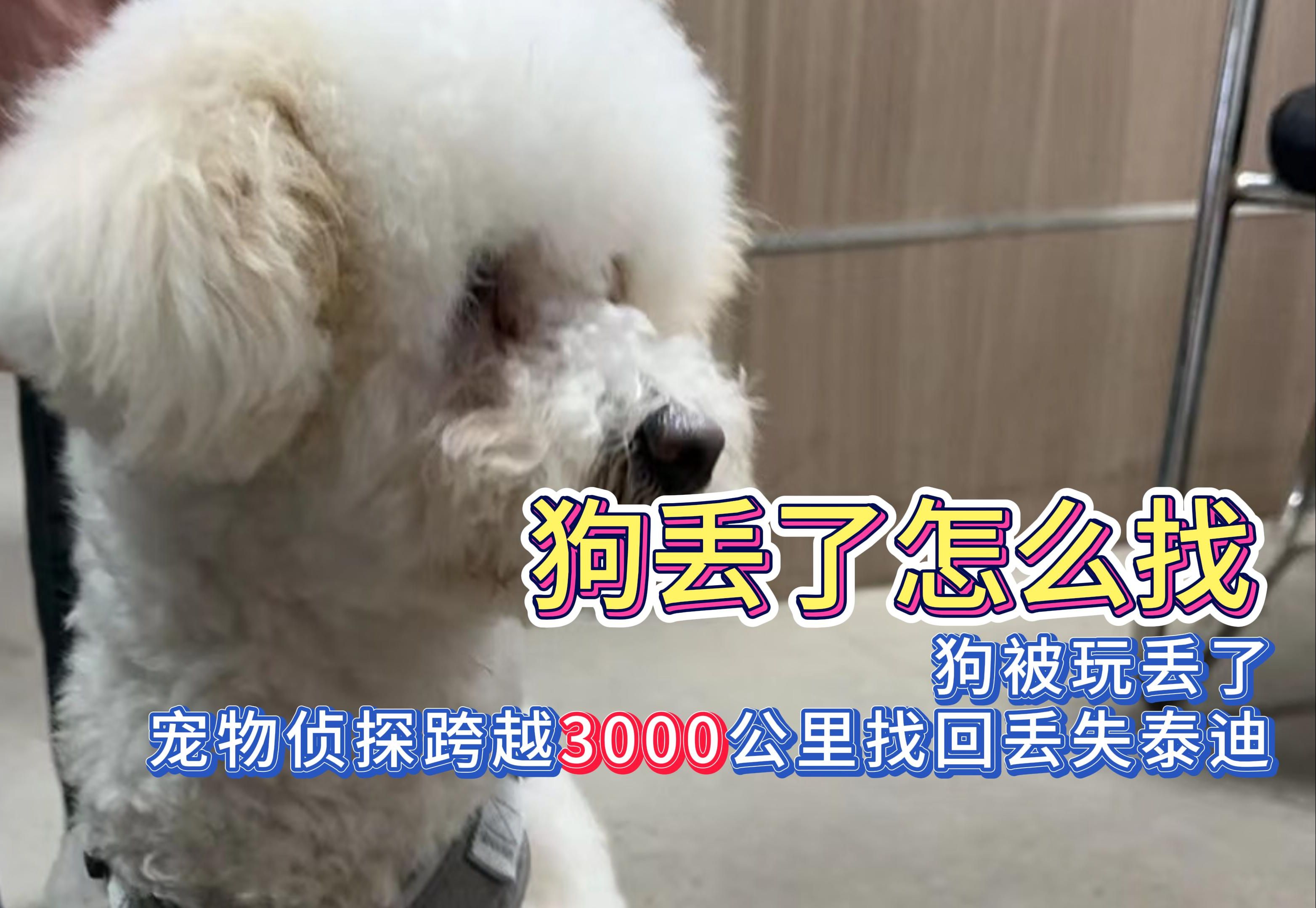 狗丢了怎么找?宠物侦探跨越3000公里找回丢失泰迪.哔哩哔哩bilibili