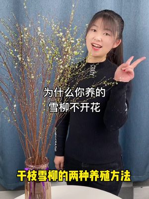 水养雪柳的方法,你学废了吗?哔哩哔哩bilibili