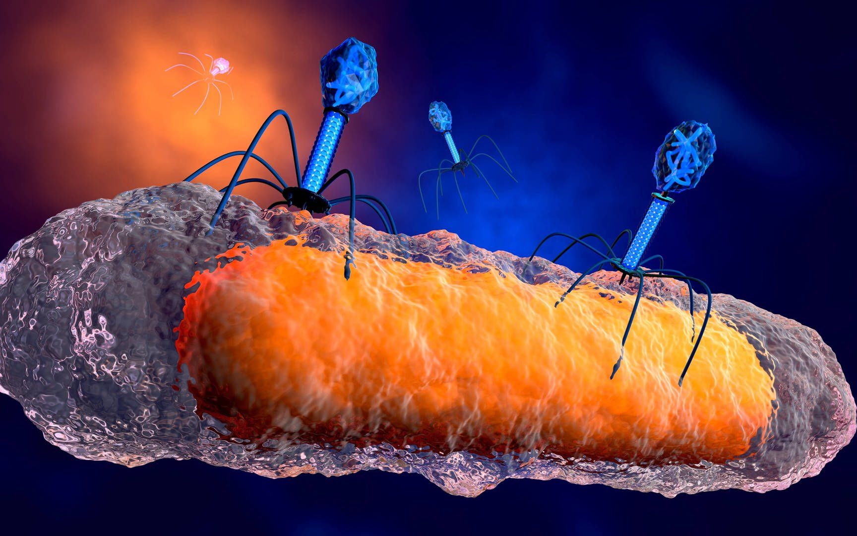 活动作品噬菌体能消灭细菌的好病毒