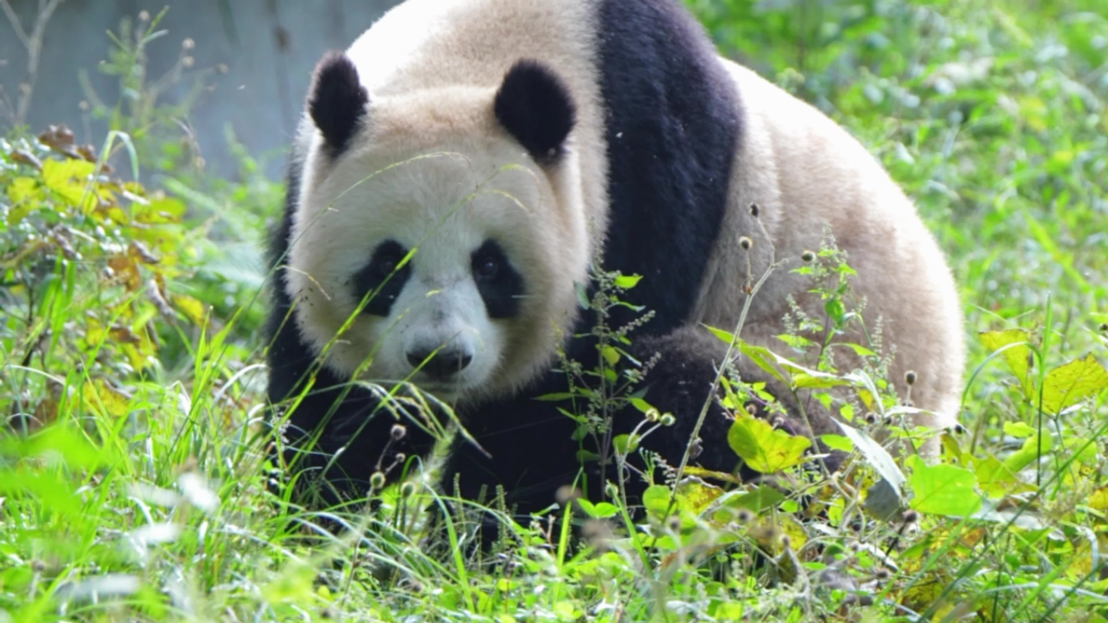终于近距离看到林冰的大正脸了,之前去了好几次都只