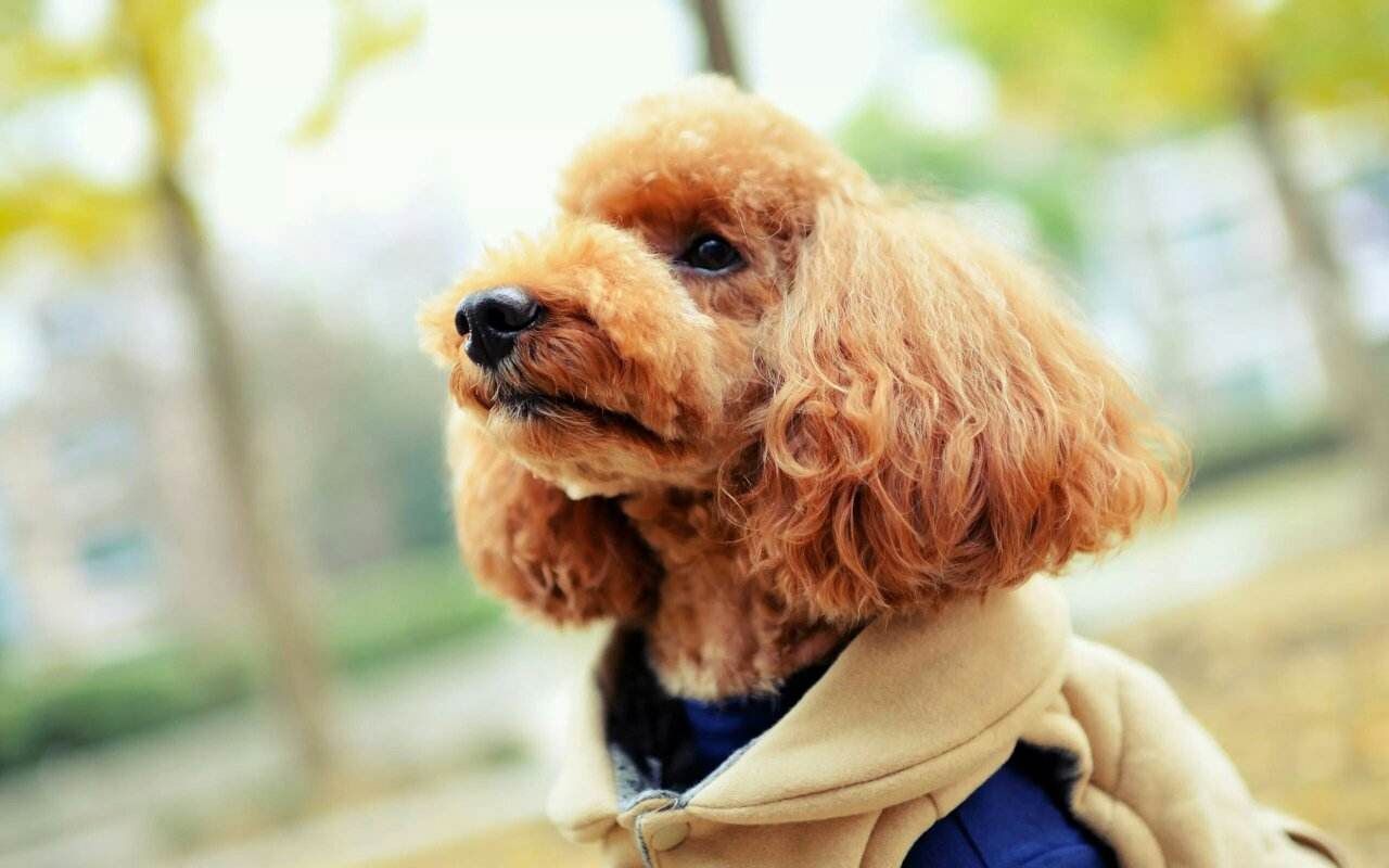 【贵宾犬】波兰六级中型药费 3900输出