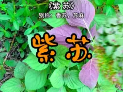 Descargar video: 紫苏，每天了解一味中草药