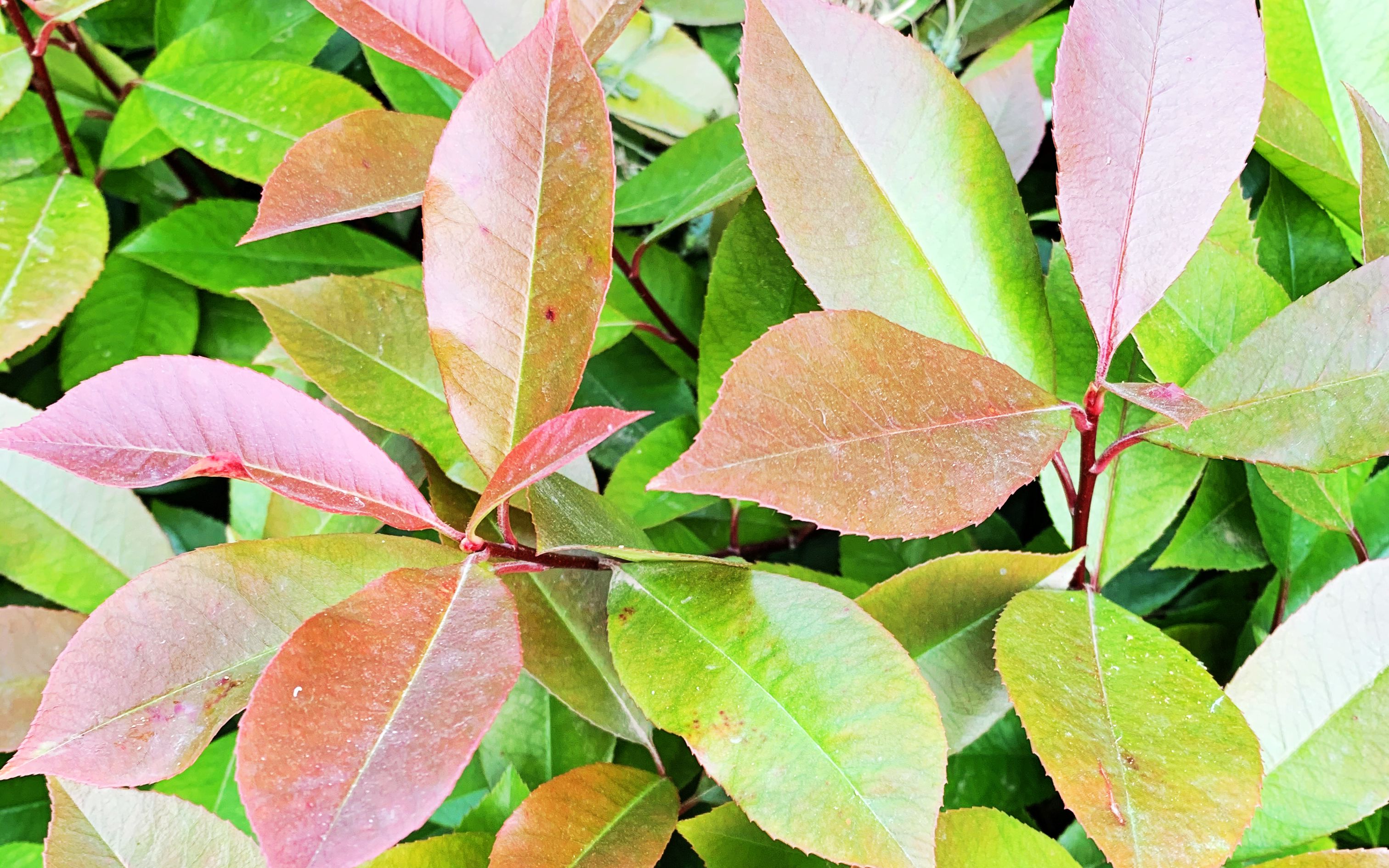 喜欢红叶石楠,就和红叶石楠在一起