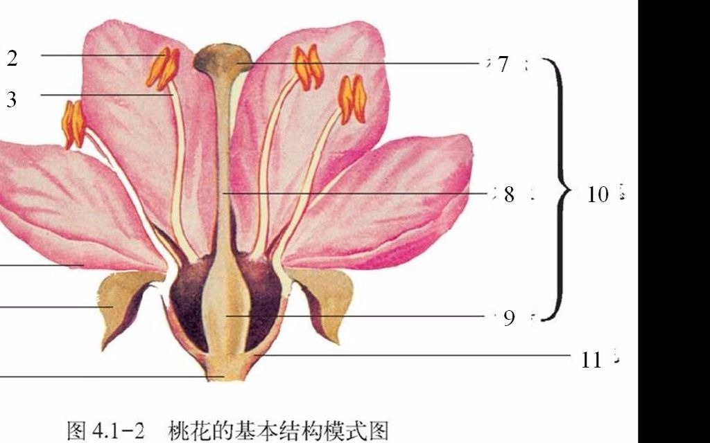 1花的结构和类型哔哩哔哩bilibili