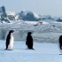 进化的奇迹！企鹅会飞？！BBC全程记录全球气候变化