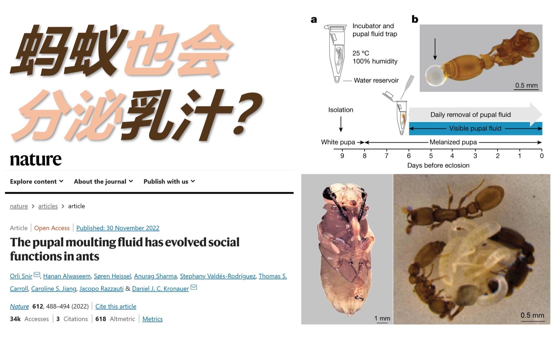 【生物化学】新知09 什么!蚂蚁成了哺乳动物?别慌 分泌“乳汁”而已~哔哩哔哩bilibili