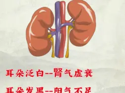 Download Video: 肝脏对应的小知识快记下