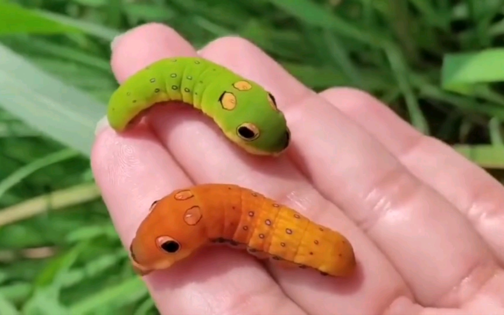 这毛毛虫也太可爱了,果然这是个看脸的世界.