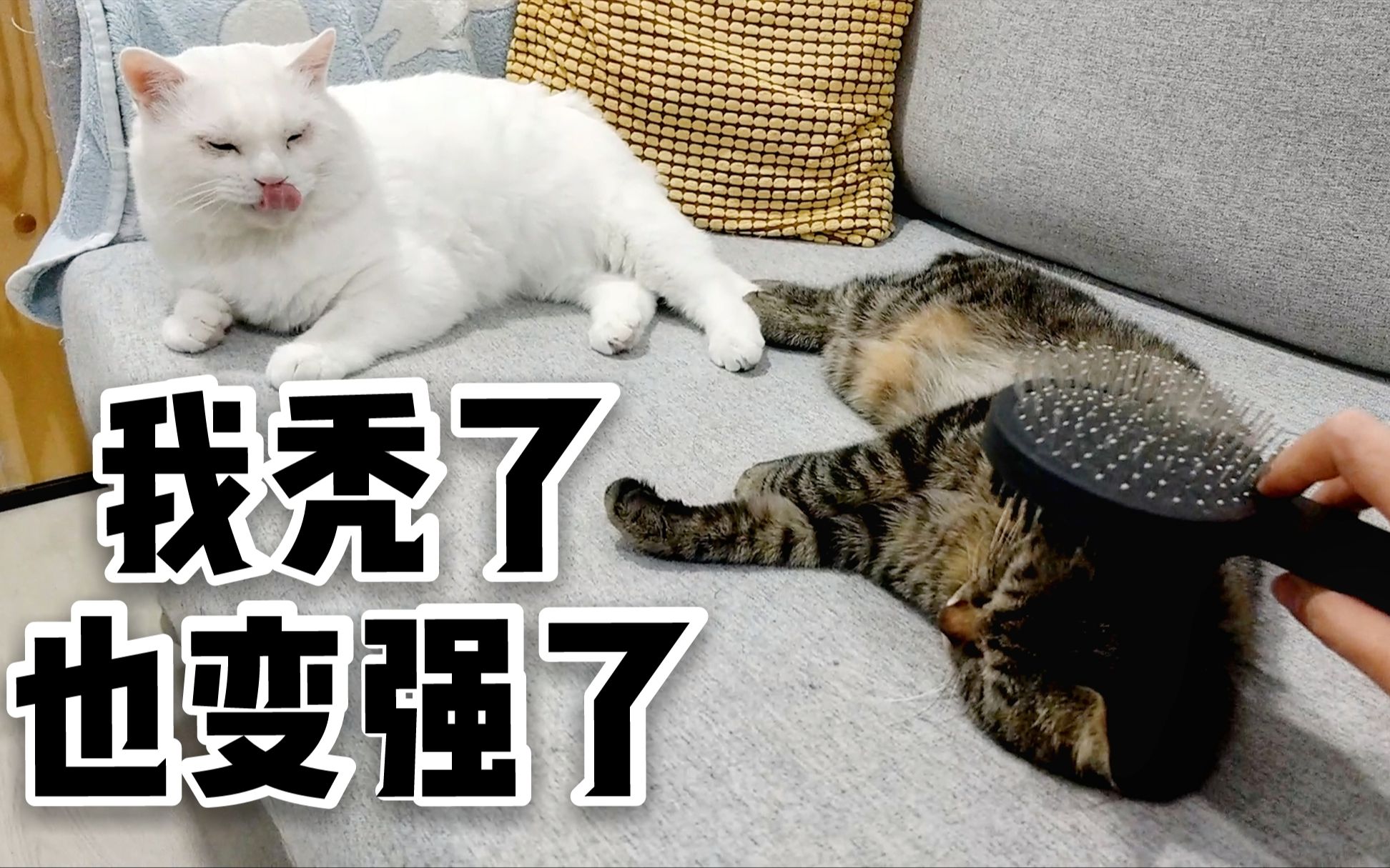 决心要把八只猫咪薅秃,梳毛一小时后我酸了,这毛发量好让人羡慕_哔哩