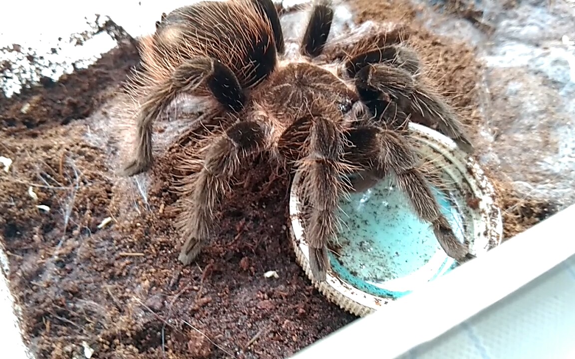 懒散的墨西哥红尾蜘蛛喝水