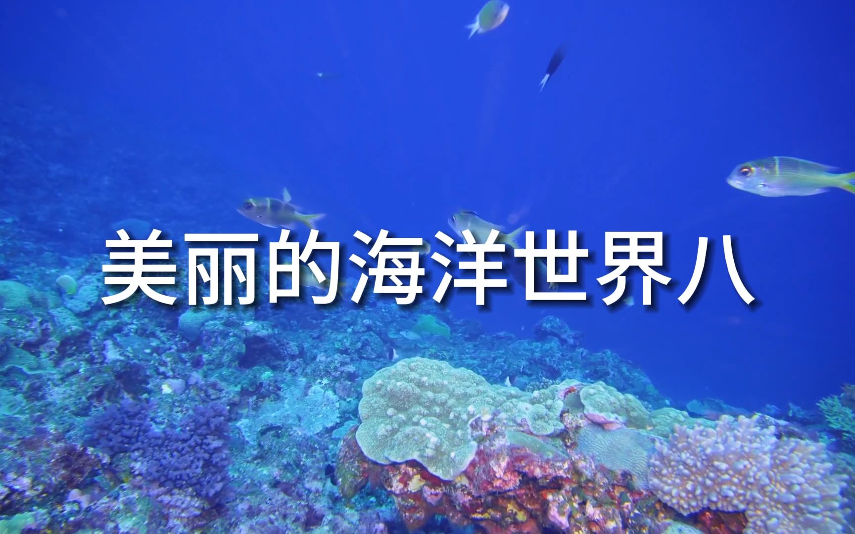 [图]美丽的海洋世界八