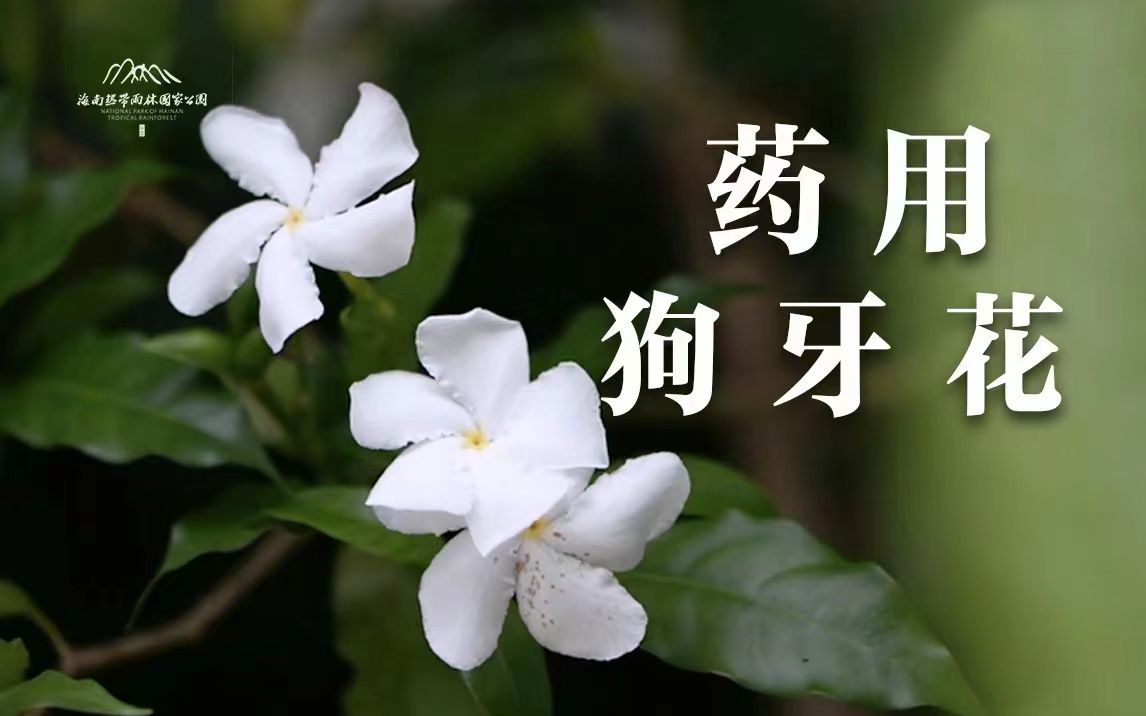 植物篇:药用狗牙花 | 海南热带雨林国家公园科普视频系列哔哩哔哩bilibili