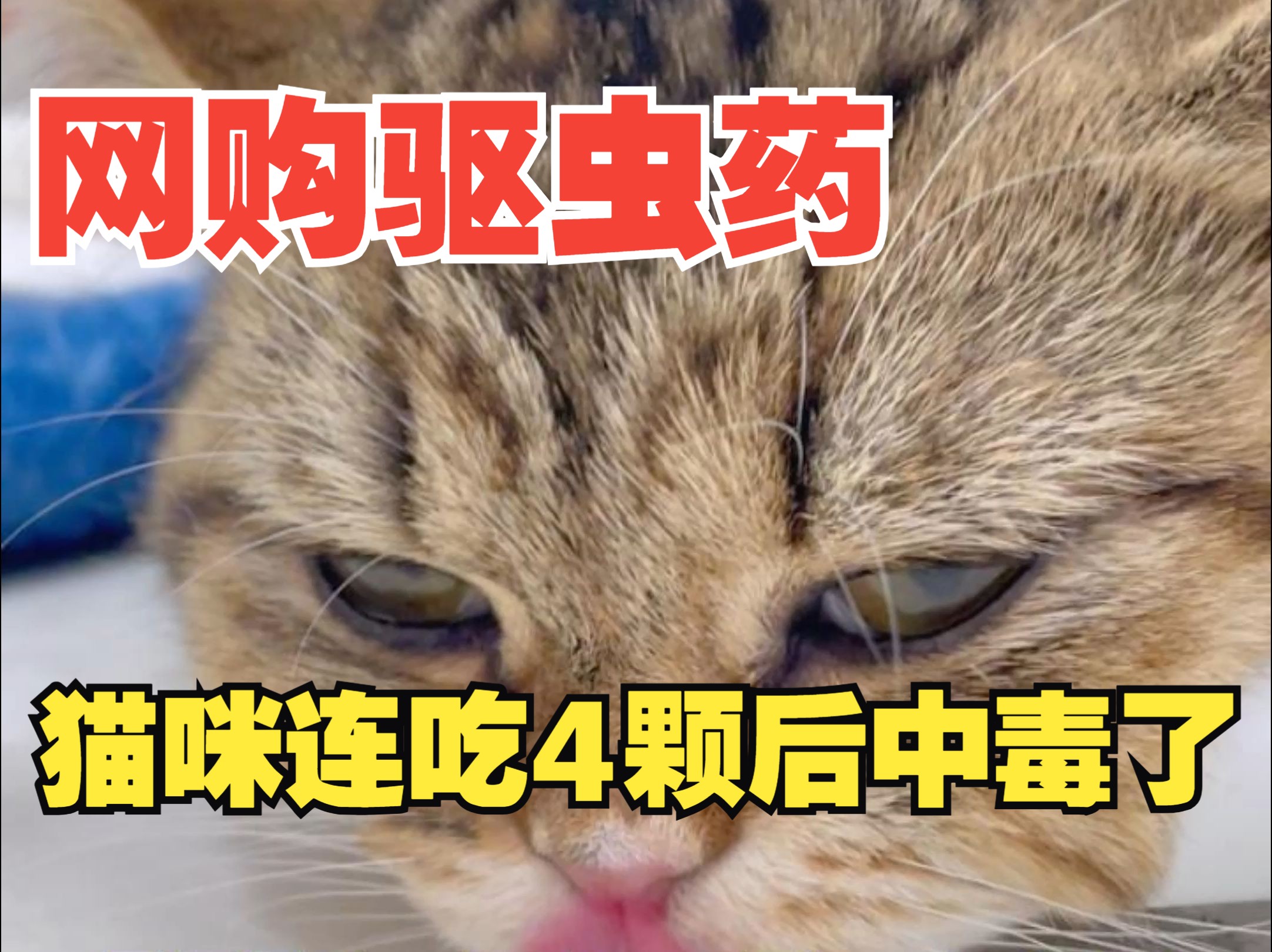 哌唑嗪猫咪图片