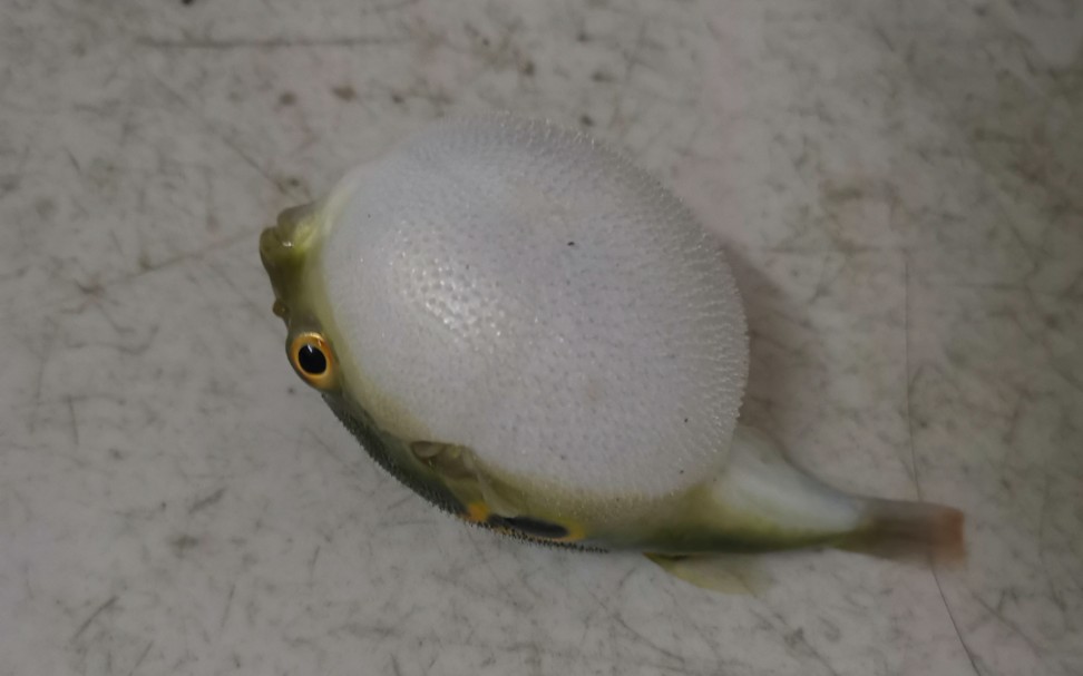 两只潜水艇河豚鱼