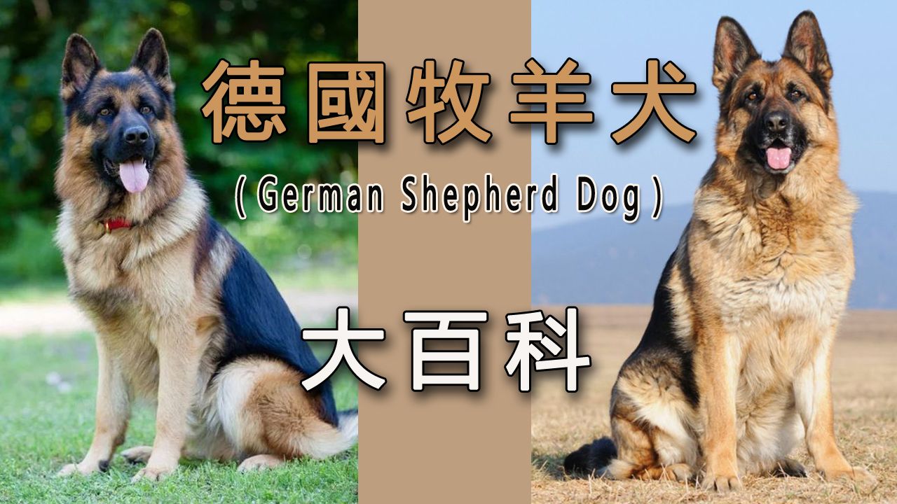 德国牧羊犬(German Shepherd Dog)——百科全书哔哩哔哩bilibili