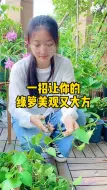 Download Video: 家里绿萝枝条总是乱糟糟？一招就能搞定！