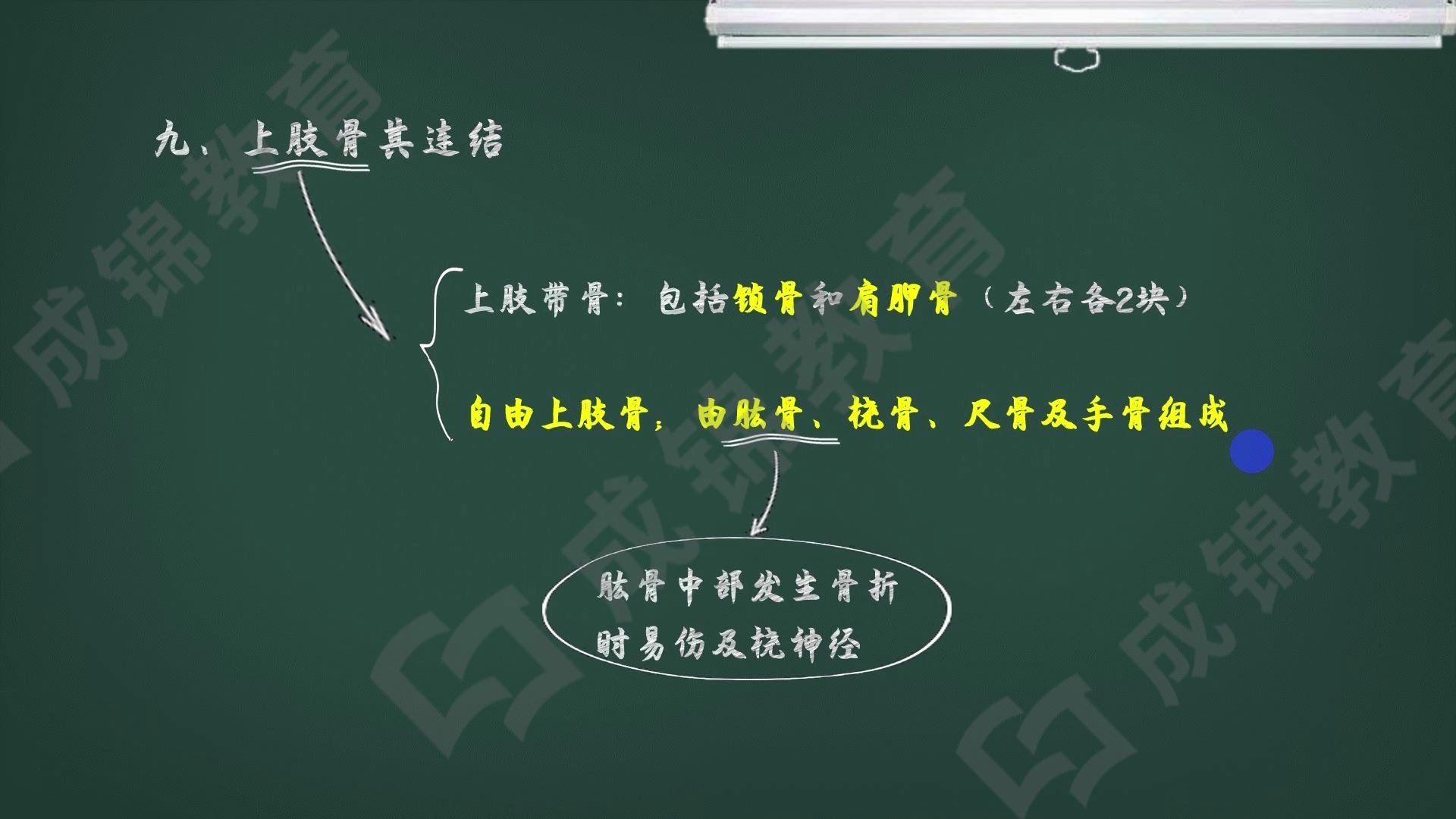 2020教师招聘体育笔试 ——上肢骨及其连结(运动解剖学)哔哩哔哩bilibili