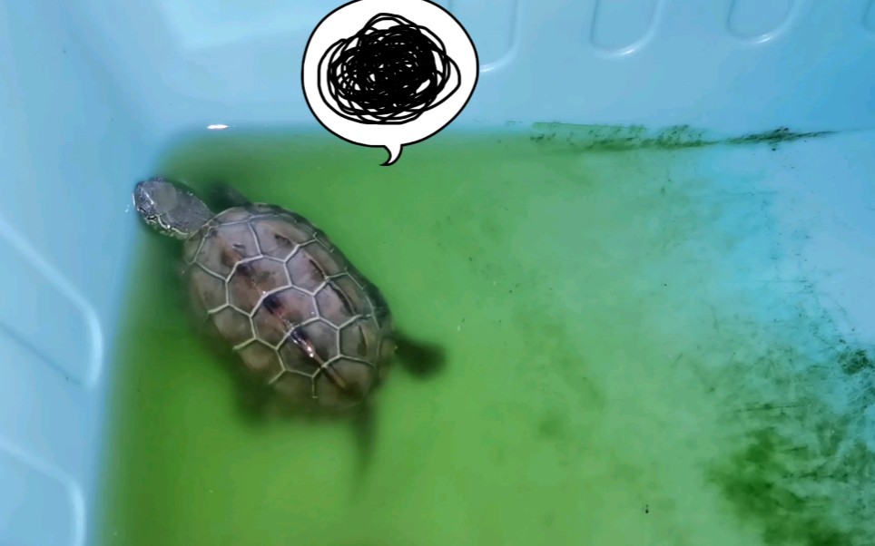 【草龟】晚上的小草饿到撞箱子