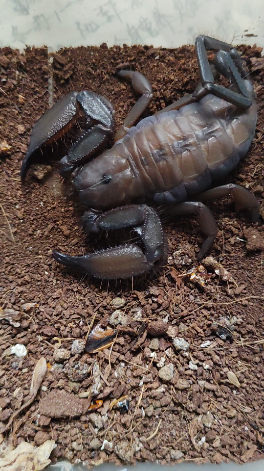 呆呆的南非巨人扁石蝎