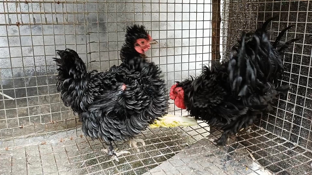 双冠黑菊花,高端翻毛鸡