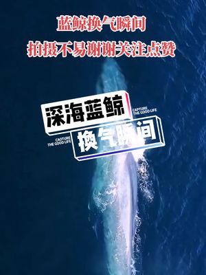 【航海日常】深海蓝鲸出没,成年蓝鲸长达33米重达180吨,人类在自然面前如此渺小哔哩哔哩bilibili